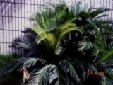 每日校園植物認識_蘇鐵