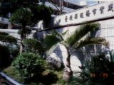 每日校園植物認識_酒瓶椰子
