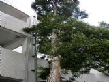 每日校園植物認識_白千層